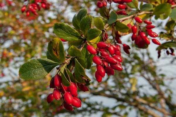 تصویر 5 از فروش عناب اعلا درشت + قیمت خرید به صرفه